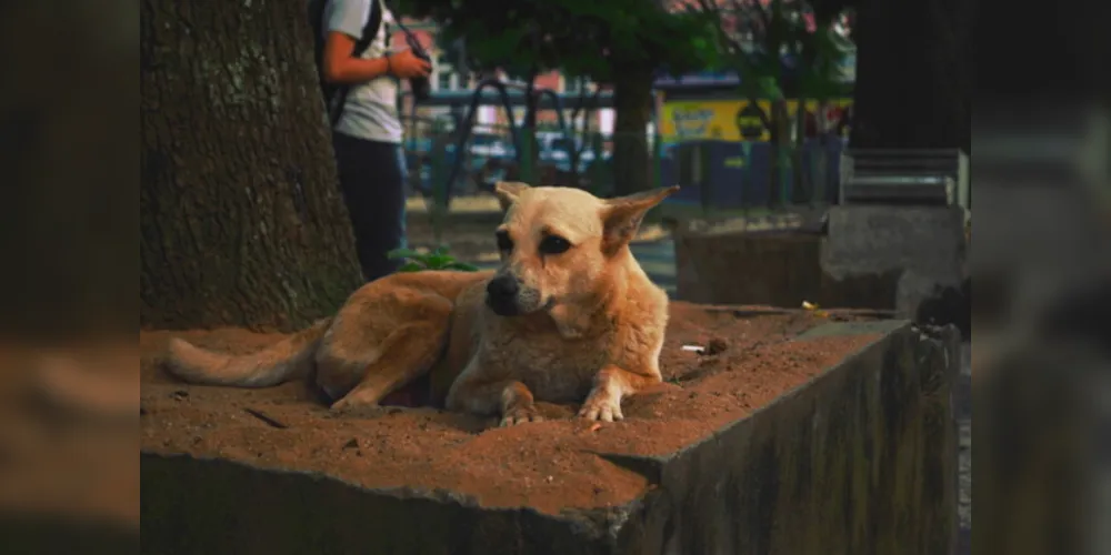 Para o orçamento de 2023, o vereador Geraldo Stocco destinou emendas impositivas para duas instituições da causa animal na cidade.