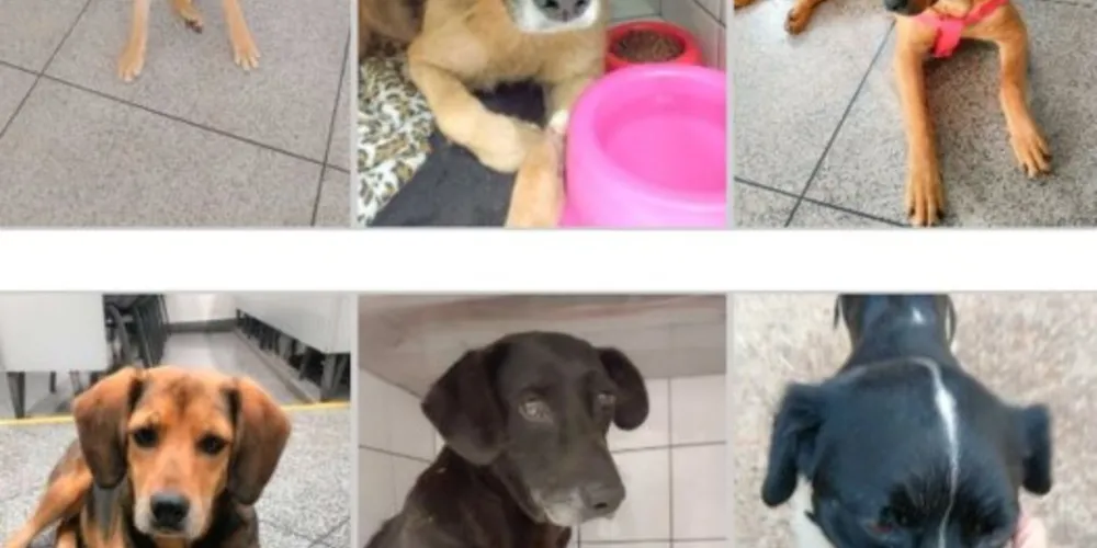 Assim era Bandido, cachorro morador da Universidade Estadual de Ponta Grossa (UEPG)