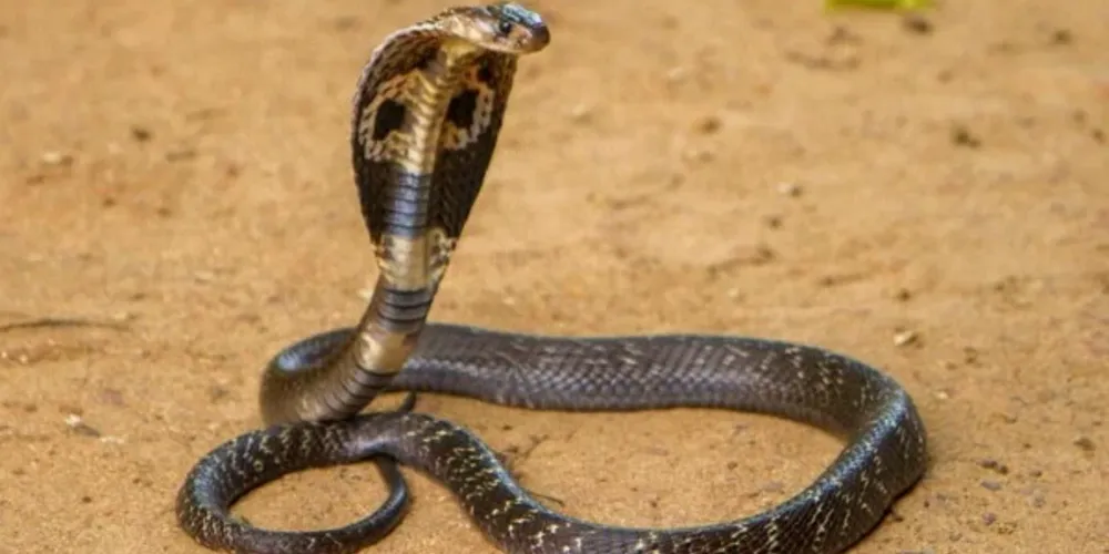 O piloto fez um pouso forçado em um aeroporto próximo