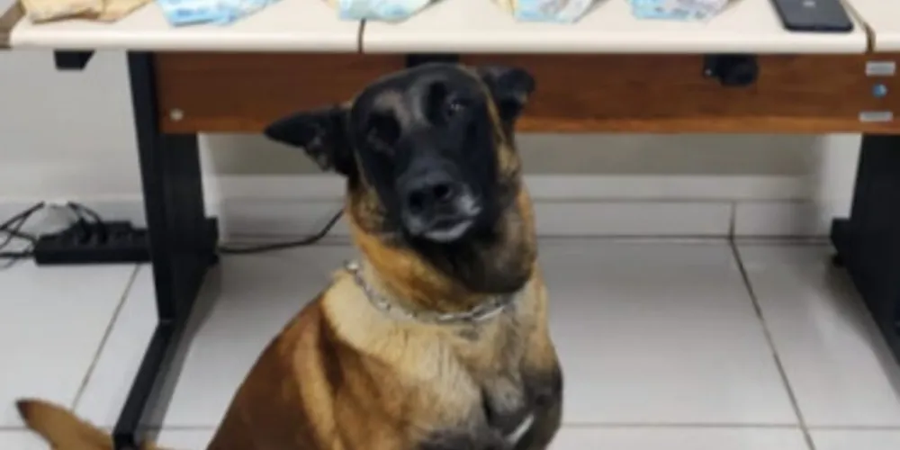 Apreensão contou com o apoio de um cão farejador