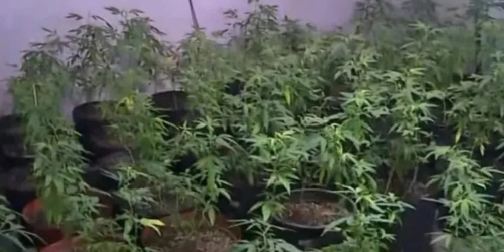 Polícia descobre laboratório de droga K9 que abastece a Cracolândia