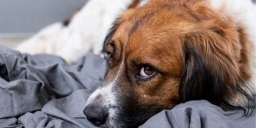 Homem é condenado a pagar R$ 3 mil por jogar cachorro por cima de muro