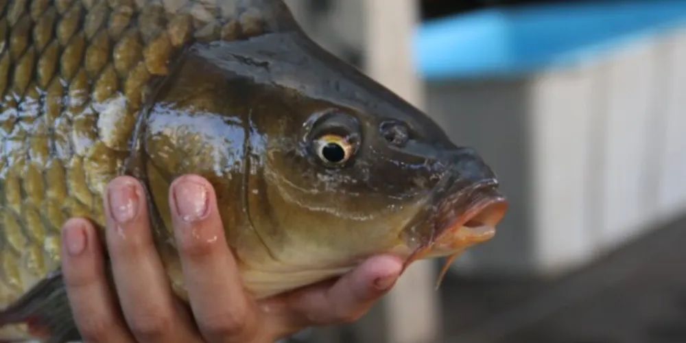 O evento está acontecendo no estacionamento do Restaurante Popular