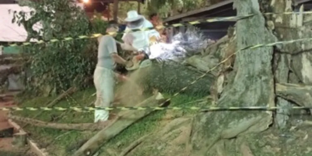 Toda a ação foi executada por apicultores que integram a associação, e teve o acompanhamento de uma equipe do 2º Grupamento de Bombeiros de Ponta Grossa.