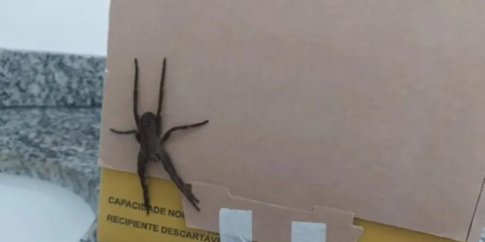 Aranha foi flagrada na última terça-feira na unidade de saúde