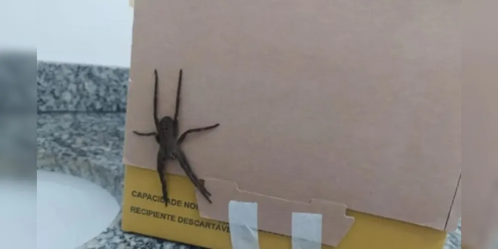 Aranha foi flagrada na última terça-feira na unidade de saúde