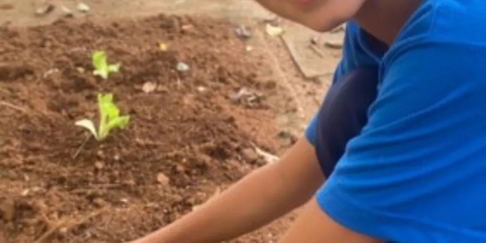 Os alunos participarão ativamente da atividade, dividindo o espaço da horta e organizando o plantio das mudas