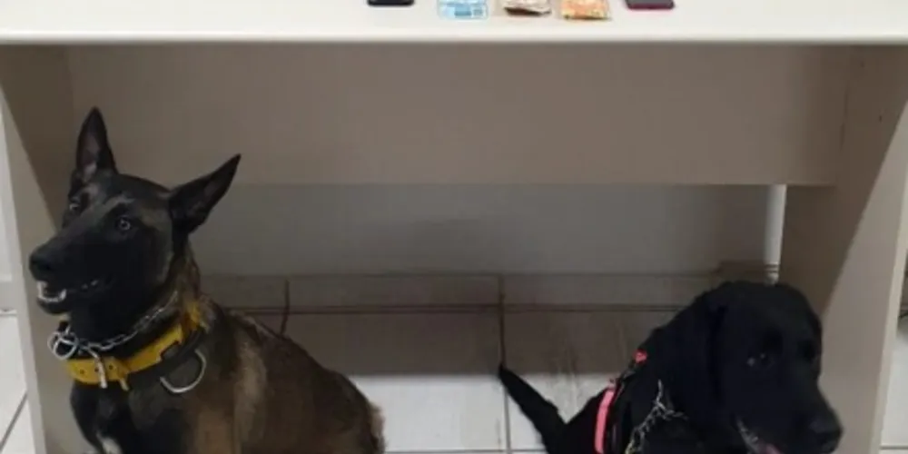 Cães da Guarda Municipal auxiliaram na ação