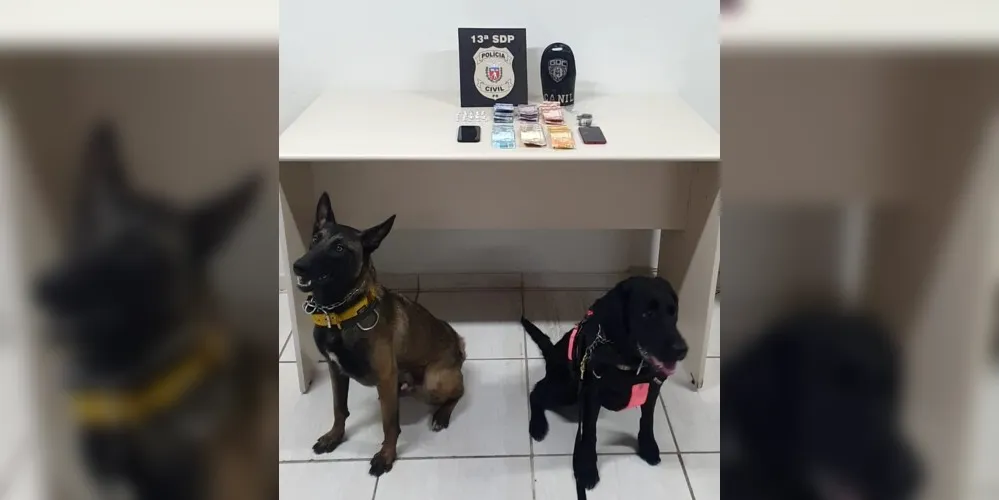 Cães da Guarda Municipal auxiliaram na ação