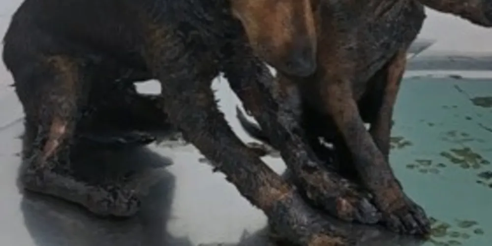 A grande quantidade de piche está sendo retirada de forma gradual