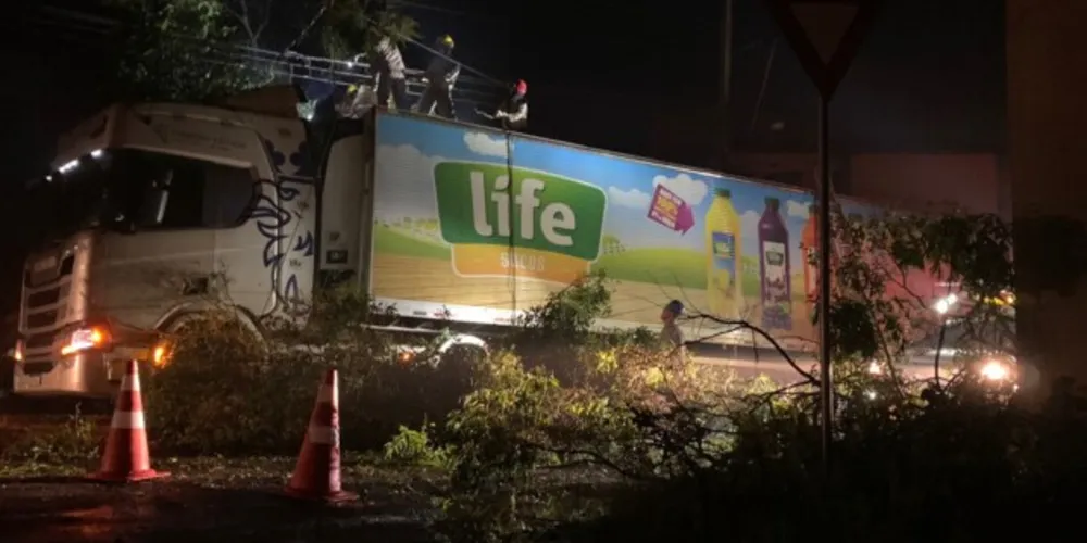 Bombeiros trabalharam na poda da árvore após o acidente