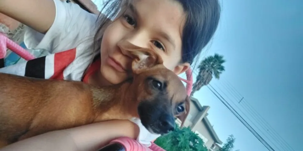 Cadela da raça pinscher, de cor caramelo, atende pelo nome de Mel