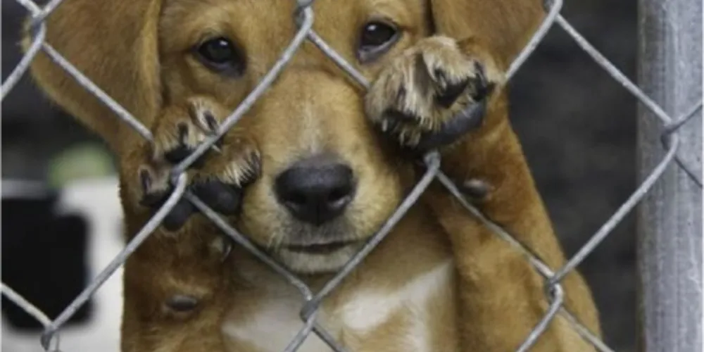 O responsável pelos animais foi encaminhado para a Delegacia de Polícia e se encontra à disposição da justiça