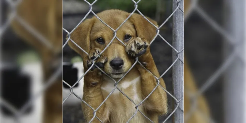 O responsável pelos animais foi encaminhado para a Delegacia de Polícia e se encontra à disposição da justiça