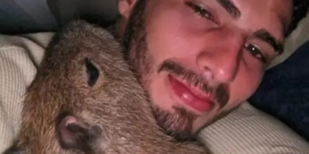 Capivara foi transportada em um avião de Autazes, a 113 km da capital do Amazonas, até o aeroclube de Manaus, onde agentes do Ibama aguardavam no local