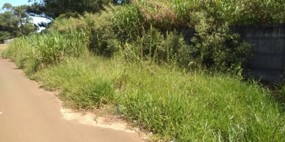 Além de estar alto, mato chega a invadir parte da via