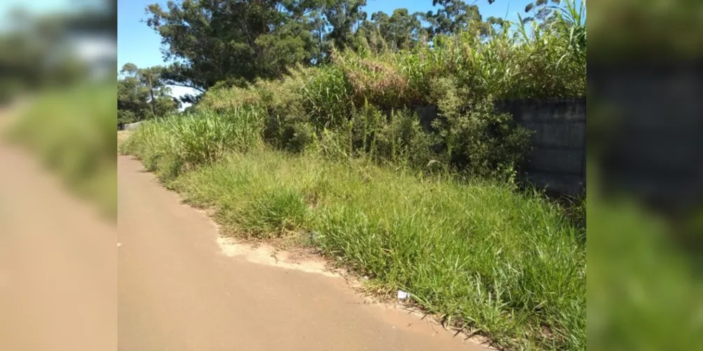 Além de estar alto, mato chega a invadir parte da via