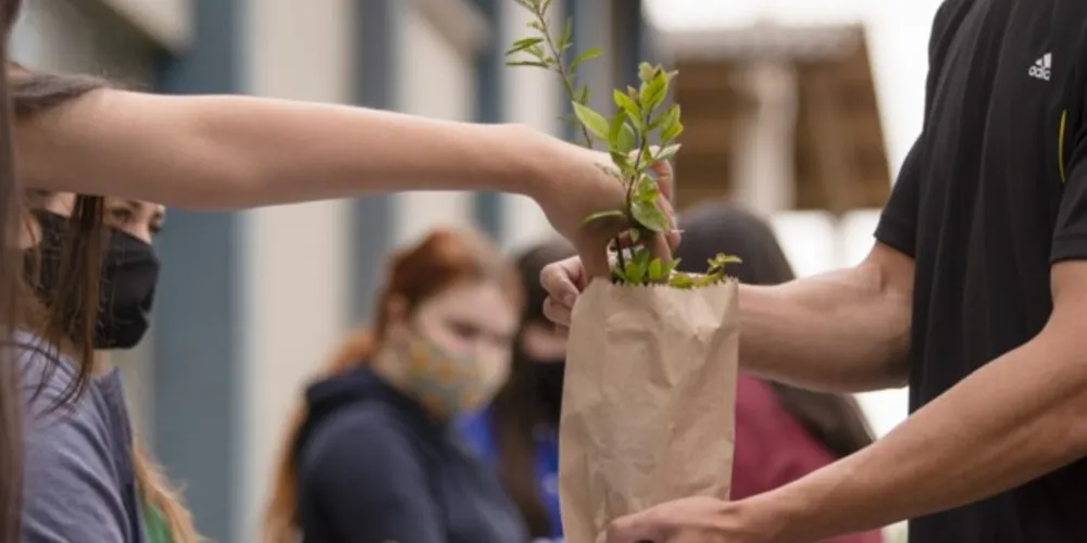 Para receber uma muda, basta doar um 1kg de alimento não-perecível