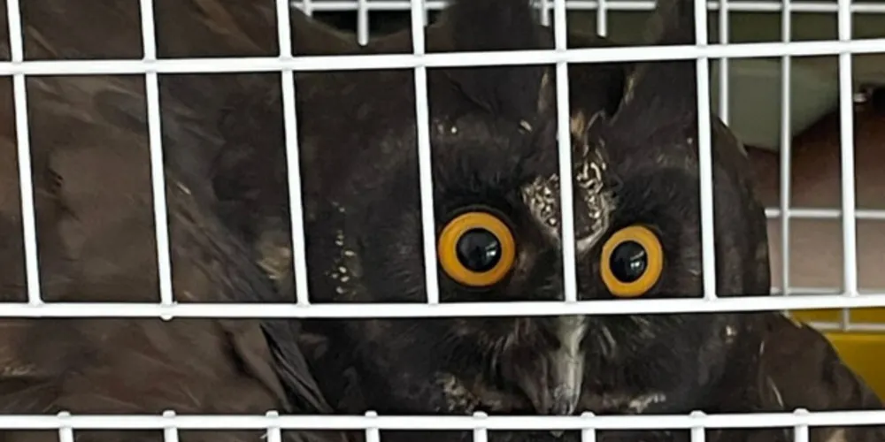 Coruja resgatada por técnicos do IAT está sob cuidados de veterinários da Unioeste, em Guarapuava.