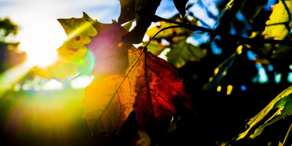 Aula traz série de conceitos acerca do outono