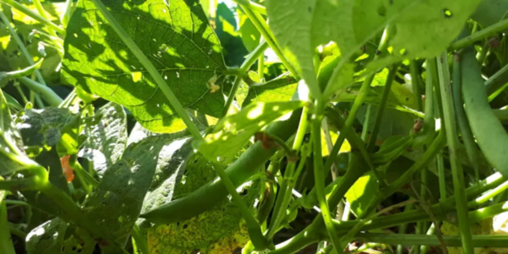 Lançamento do Feijão IPR Águia aconteceu nesta terça-feira em Ponta Grossa