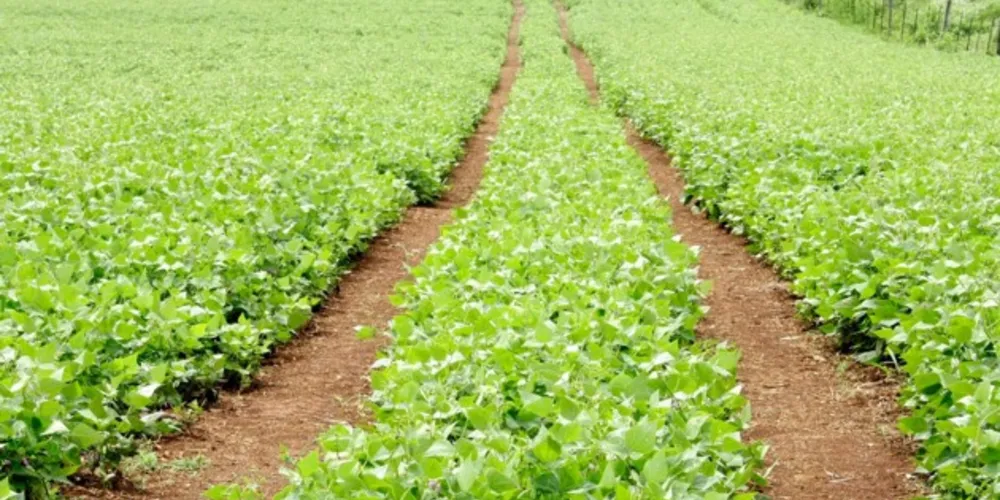 Dados do Deral mostram que grão tem na região a segunda maior produção do Estado, com 46 mil toneladas produzidas