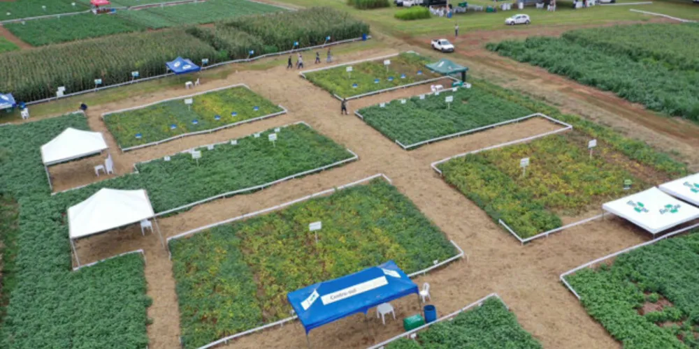 Dias de Campo em Ponta Grossa incentivam melhoria na produção de feijão e milho