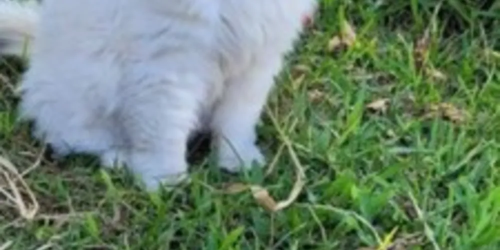 Gato branco da raça persa atende pelo nome de 'Polaco' e foi visto pela última vez na noite de segunda-feira (17)