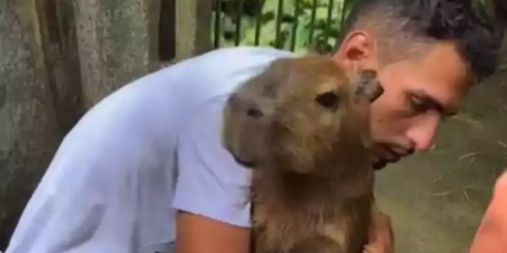 A soltura deverá ocorrer em unidade de conservação previamente selecionada, que abriga outros indivíduos da espécie