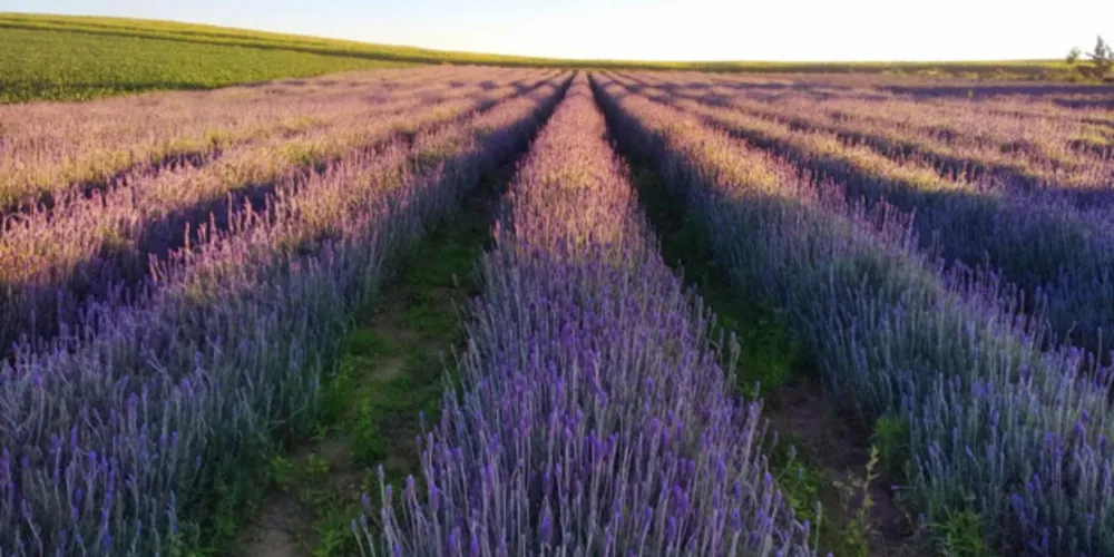 Rota turística abrange cinco municípios de quatro regiões do Estado e foi implantada há cerca de um ano pelo IDR-Paraná.