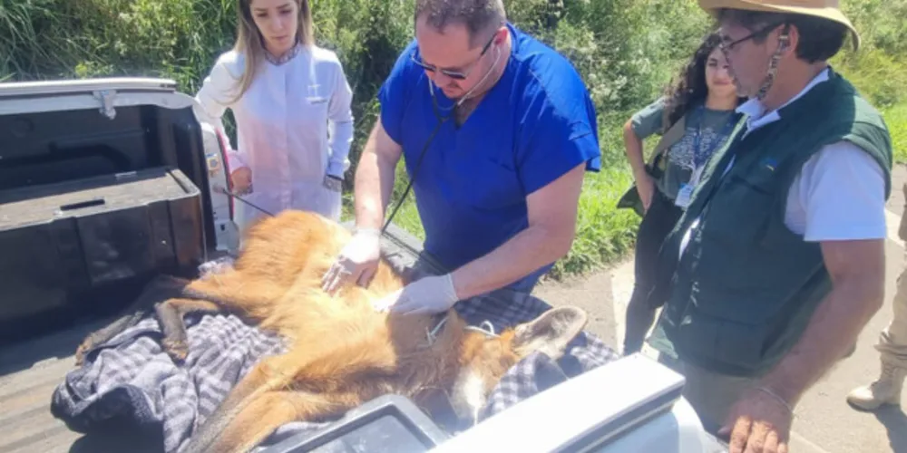 Animal fraturou o fêmur, precisou passar por cirurgia e está sob cuidados