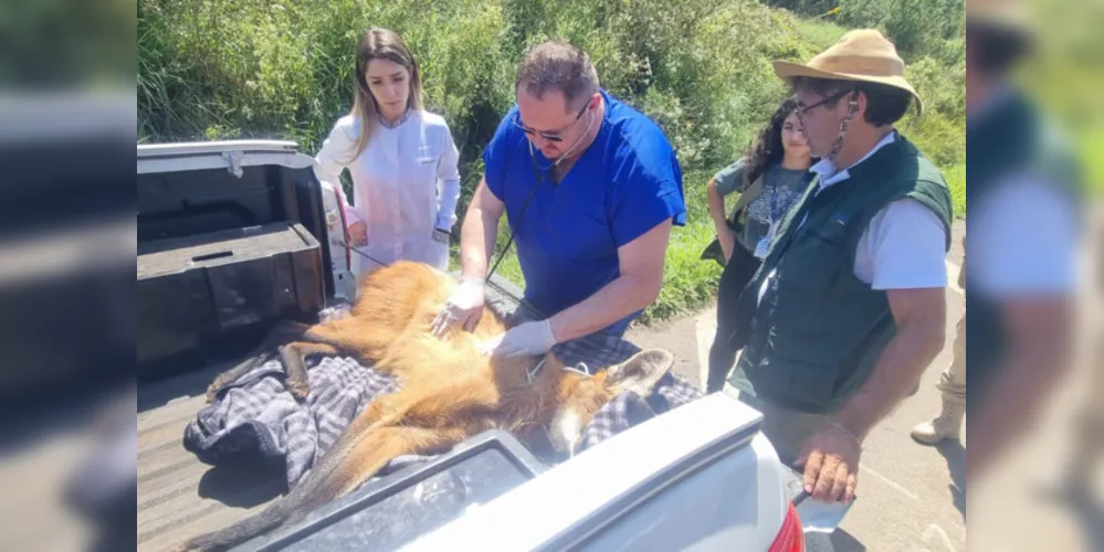 Animal fraturou o fêmur, precisou passar por cirurgia e está sob cuidados