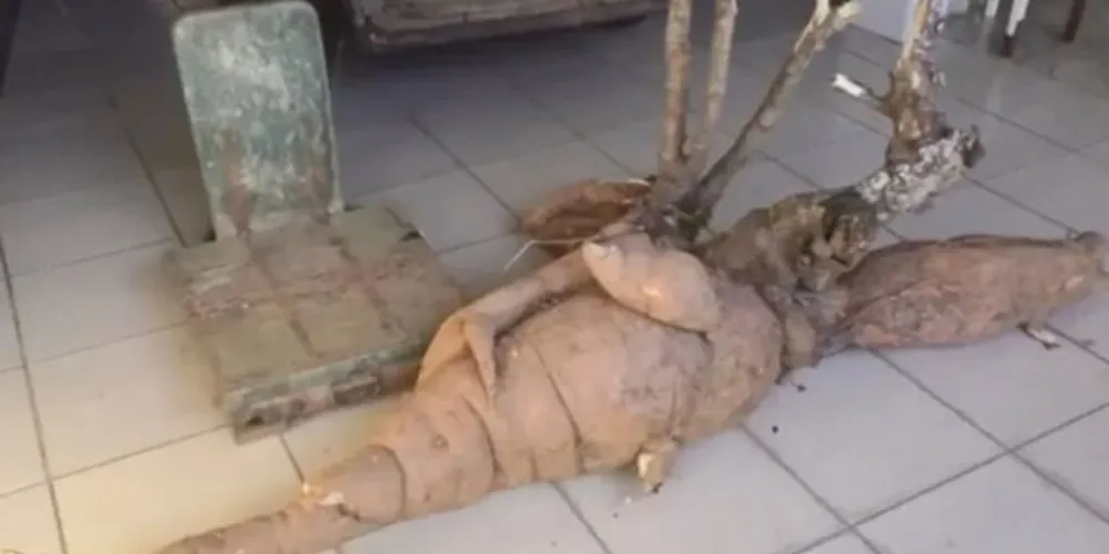 A retirada da raiz do solo ocorreu no dia 19 de abril, sete anos após o seu plantio