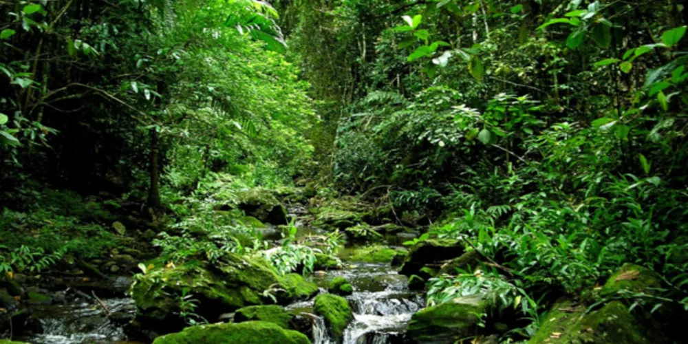 Imagem ilustrativa da imagem Vamos Ler apresenta as características da Mata Atlântica