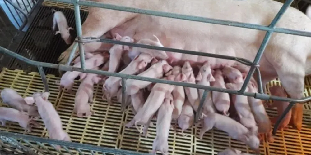 A gestação durou 114 dias desde o momento da inseminação. O parto aconteceu em 27 de março