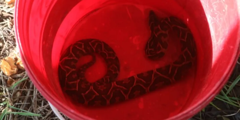 Serpente foi capturada na tarde desta quarta-feira (4), pelos bombeiros, no Jardim Primavera