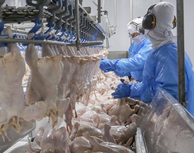 Estado registrou aumento expressivo no abate de frangos, segmento em que é líder disparado entre os estados