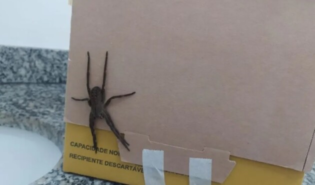 Aranha foi flagrada na última terça-feira na unidade de saúde