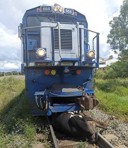Animal foi atingido pelo trem neste domingo