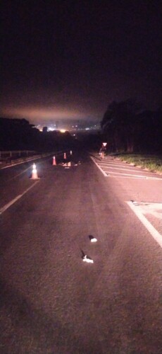 Atropelamento foi no km 166 da rodovia