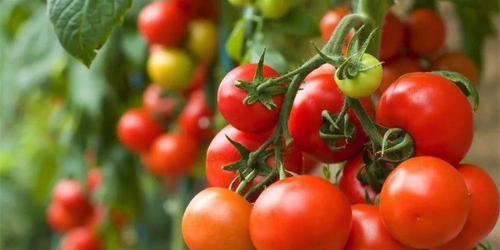 MP quer que o suspeito vá para Júri Popular