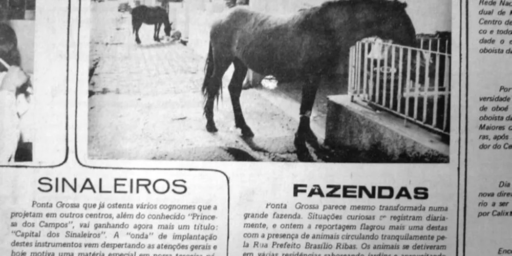 Em 14 de junho de 1978, uma equipe de reportagem do JM flagrou cavalos pastando tranquilamente na Rua Brasílio Ribas, no centro de Ponta Grossa