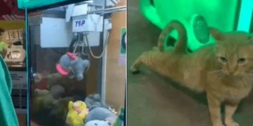 Vídeo: Homem 'ganha' gato de verdade em máquina de urso de pelúcia