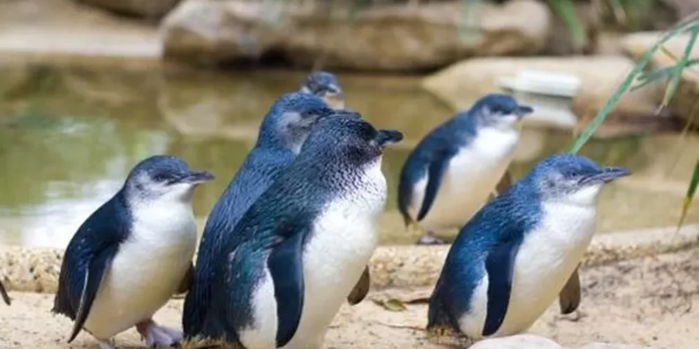 Embora a espécie já tenha sido extinta, alguns de seus parentes próximos ainda vivem na Austrália, Tasmânia e pelo território neozelandês