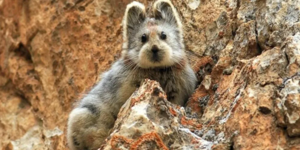 Pika de lli é um mamífero solitário, nunca visto com outro de sua espécie