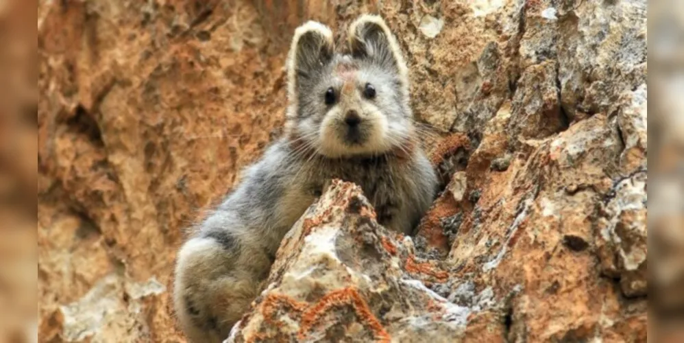 Pika de lli é um mamífero solitário, nunca visto com outro de sua espécie