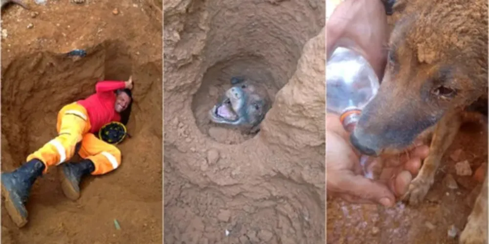 O resgate do animal durou cerca de 3h30 e contou com uma grande equipe