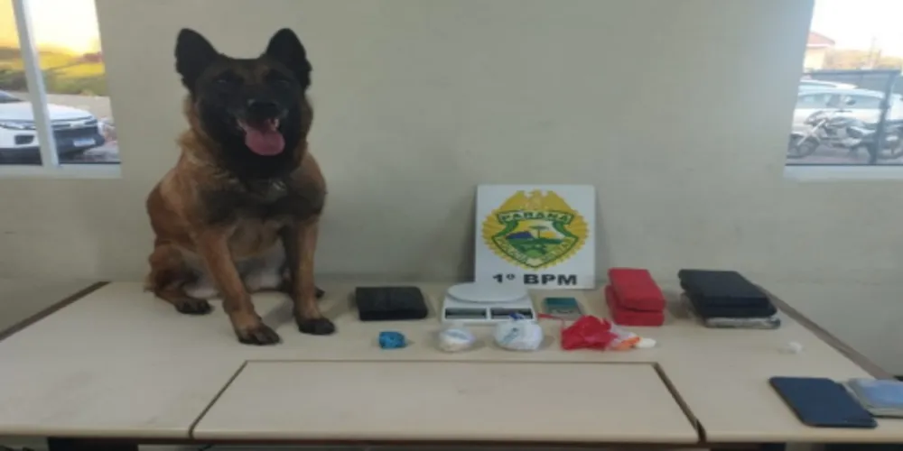 Drogas apreendidas foram encaminhadas para a 13ª SDP