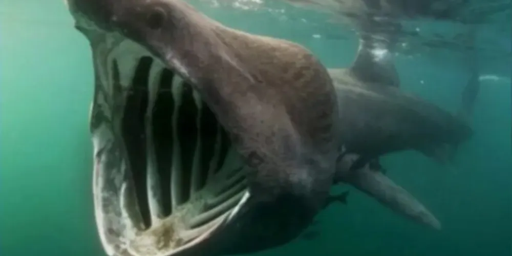 Animal que foi visto corre o risco de extinção