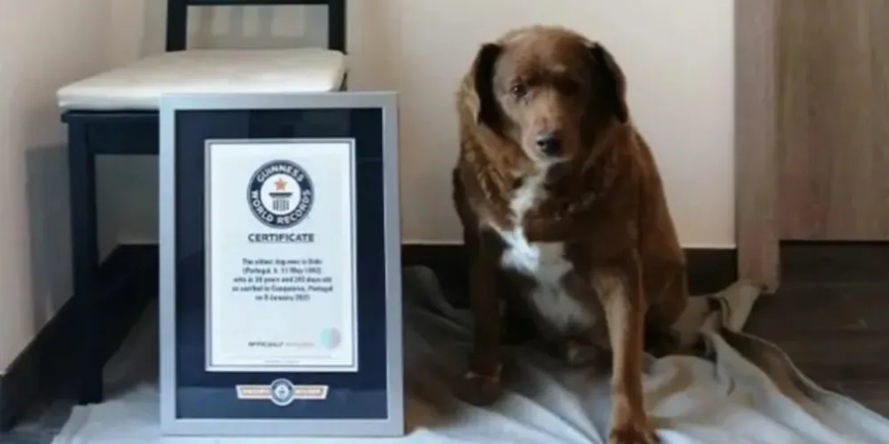 Cão é um legítimo Rafeiro do Alentejo, uma raça portuguesa que tem uma média de vida de 12 a 14 anos